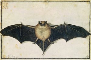 バット、1522 作： Albrecht Dürer